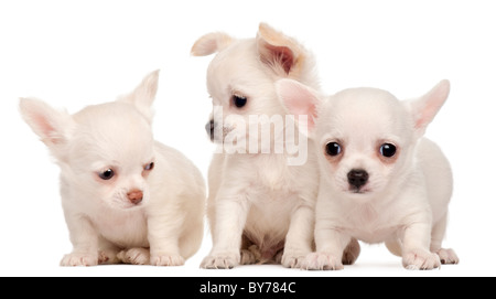 Tre cuccioli di chihuahua, 2 mesi di età, di fronte a uno sfondo bianco Foto Stock
