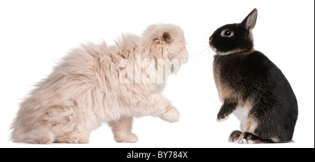 Giovani gatto persiano e il coniglio giocare davanti a uno sfondo bianco Foto Stock