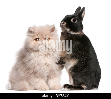 Giovani gatto persiano e il coniglio di fronte a uno sfondo bianco Foto Stock
