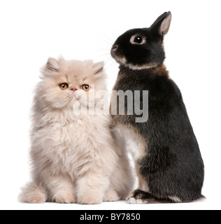 Giovani gatto persiano e il coniglio di fronte a uno sfondo bianco Foto Stock