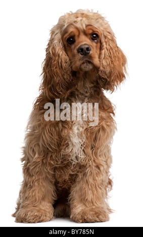 American Cocker Spaniel, 10 mesi di età, seduto di fronte a uno sfondo bianco Foto Stock