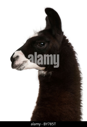 Llama, Lama glama, di fronte a uno sfondo bianco Foto Stock