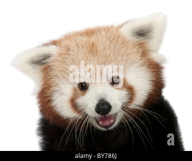 Close-up del giovane panda rosso o Shining cat, Ailurus fulgens, 7 mesi, di fronte a uno sfondo bianco Foto Stock