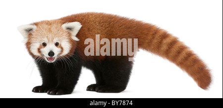 Giovane panda rosso o Shining cat, Ailurus fulgens, 7 mesi, di fronte a uno sfondo bianco Foto Stock