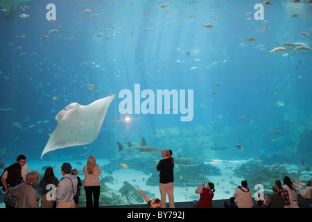 Atlanta Georgia,Pemberton Place,Georgia Aquarium,habitat di acqua salata,vita marina,pesce,manta ray,il più grande del mondo,Tank,Ocean Voyager,finestra di osservazione,man me Foto Stock