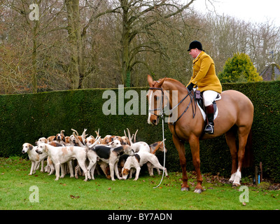 Houndsman in giallo ricoprire con un pacco di foxhounds a Chenies Manor Hunt, Buckinghamshire, UK Foto Stock