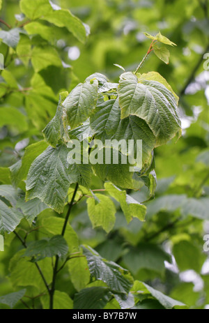 Acero striato, Moosewood Tree, alci Acero Acer pensylvanicum, Aceraceae. Nord America orientale. Foto Stock