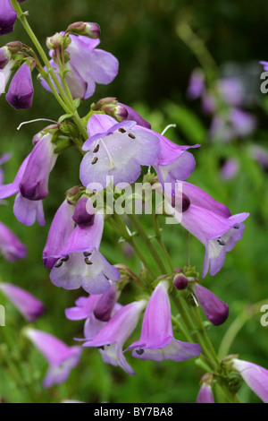 Barba-lingua, Penstemon Hybrid 'Alice Hindley', Plantaginaceae (Scrophulariaceae). America del nord. Foto Stock