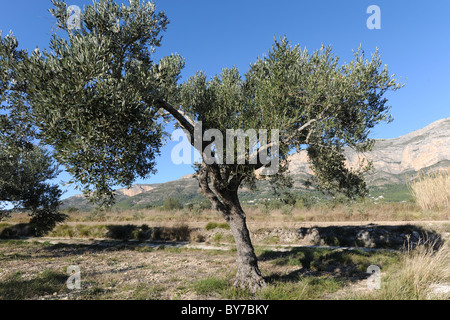 Albero di olivo nel frutteto, Olea europaea, Jeava / Xabia, Provincia di Alicante, Valencia, Spagna Foto Stock