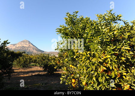 Aranceto e vista di Montgo, Javea / Xabia, Provincia di Alicante, Valencia, Spagna Foto Stock