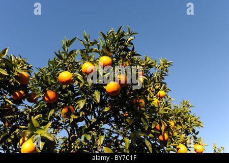 Arance crescono sugli alberi, Javea / Xabia, Provincia di Alicante, Valencia, Spagna Foto Stock