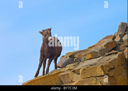 Un giovane Bighorn su uno sperone roccioso su un lato della montagna. Foto Stock