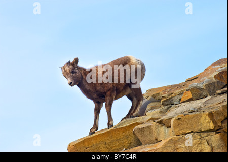 Un giovane Bighorn su uno sperone roccioso su un lato della montagna. Foto Stock