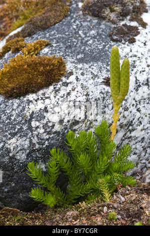 Lycopodium magellanicum fertile foglie sono disposti in strobilus vicino ghiacciaio Pia Cordillera Darwin Tierra del Fuego Cile Foto Stock