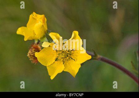 Geum meagellanicum fiori Baia Wulaia Canal Murray Tierra del Fuego arcipelago del sud del Cile America del Sud Foto Stock