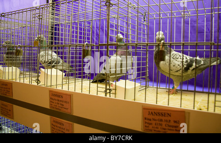 Janssen piccioni presso British Homing Pigeon mostra mondiale dell'anno 2011. Blackpool Winter Gardens, Lancashire, Regno Unito Foto Stock