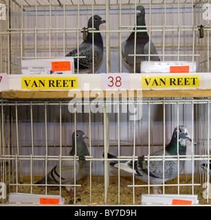 Van Reet piccioni presso British Homing Pigeon mostra mondiale dell'anno 2011. Blackpool Winter Gardens, Lancashire, Regno Unito Foto Stock