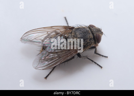 Cluster Fly (Pollenia rudis) Michigan STATI UNITI Foto Stock