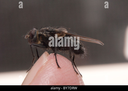 Cluster Fly (Pollenia rudis) Il mio dito Foto Stock