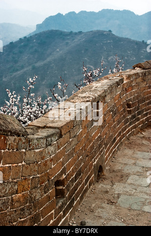 Asia, Cina Hebei, Luanping County, Chengde. Tree blossoms dalla Grande Muraglia della Cina a Jinshanling. Foto Stock