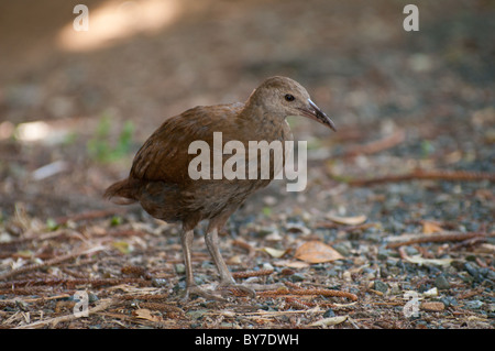Woodhen (Tricholimnas sylvestris) sull Isola di Lord Howe Foto Stock