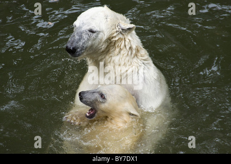 Orso polare con kid (Ursus maritimus, Thalarctos maritimus) in acqua Foto Stock
