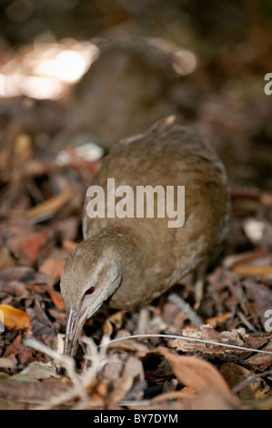 Woodhen (Tricholimnas sylvestris) sull Isola di Lord Howe Foto Stock