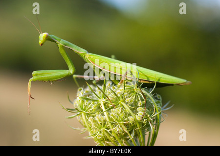 Mantide religiosa, mantid europea (mantide religiosa, Gryllus religiosa) sul fiore di carota (Daucus carota, Daucus communis) Foto Stock