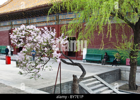 Asia, Cina Pechino. Fiori di Primavera nel cortile interno del tempio Lama, un tibetano tempio buddista Foto Stock