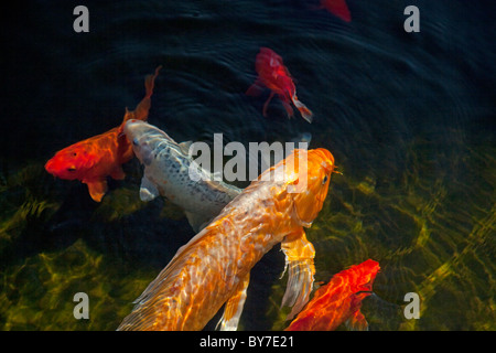 Pesci di Koi Foto Stock