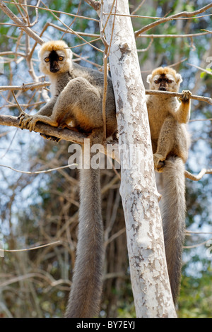 Maschio rosso fiammante dei lemuri marrone (Eulemur Rufus) nella foresta di Kirindy riserva nel sud-ovest del Madagascar. Foto Stock