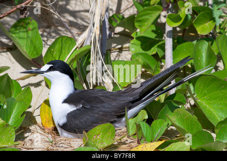 Fuligginosa Tern (sterna fuscata) a colonia su Ned's Beach sull'Isola di Lord Howe Foto Stock