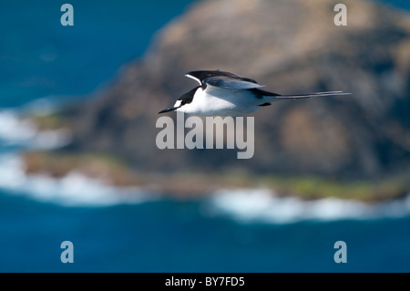 Fuligginosa Tern (sterna fuscata) sull Isola di Lord Howe Foto Stock