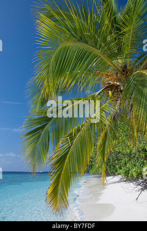 Maldive, North Male Atoll, Isola di Kuda Bandos. Palme sulla spiaggia di sabbia bianca. Foto Stock