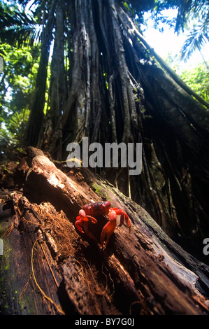 Granchio rosso (Gecarcoidea natalis) sul marciume log in foresta pluviale vicino a Hugh's Dale, Christmas Island National Park, Australia Foto Stock