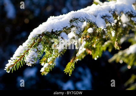 Inverno nevoso ramo di pino Foto Stock