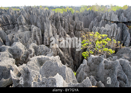 Visualizzare attraverso il Grand Tsingy paesaggio di Tsingy de Bemaraha National Park nella parte occidentale del Madagascar. Foto Stock