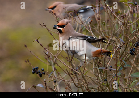 Waxwings (Bombycilla garrulus) alimentare il ligustro (Ligustrum ovalifolium) bacche. Foto Stock