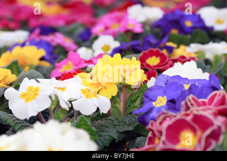 A fioritura primaverile di Primrose Primula vulgaris hardy fiore di primavera cresciuto Foto Stock