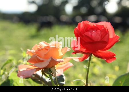 Villaggio di Coddington, Inghilterra. Rosso e rosa rosa in piena fioritura con le mucche al pascolo, fuori fuoco in un campo. Foto Stock