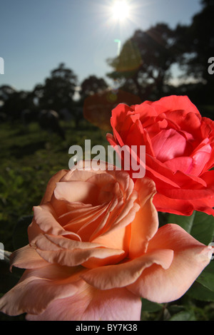 Villaggio di Coddington, Inghilterra. Rosso e rosa rosa in piena fioritura con le mucche al pascolo, fuori fuoco in un campo. Foto Stock