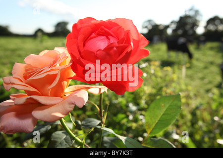 Villaggio di Coddington, Inghilterra. Rosso e rosa rosa in piena fioritura con le mucche al pascolo, fuori fuoco in un campo. Foto Stock