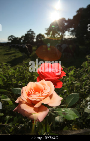 Villaggio di Coddington, Inghilterra. Rosso e rosa rosa in piena fioritura con le mucche al pascolo, fuori fuoco in un campo. Foto Stock