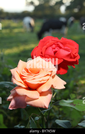 Villaggio di Coddington, Inghilterra. Rosso e rosa rosa in piena fioritura con le mucche al pascolo, fuori fuoco in un campo. Foto Stock