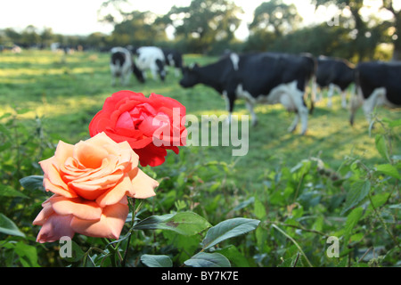 Villaggio di Coddington, Inghilterra. Rosso e rosa rosa in piena fioritura con le mucche al pascolo, fuori fuoco in un campo. Foto Stock