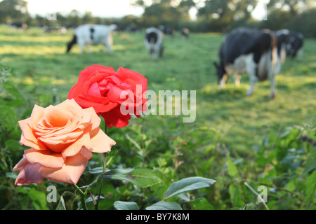 Villaggio di Coddington, Inghilterra. Rosso e rosa rosa in piena fioritura con le mucche al pascolo, fuori fuoco in un campo. Foto Stock