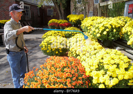 Tennessee Smithville,Griffin's Fruit Market,stand fattoria,prodotti locali,fiore,piante in vaso,mums,giallo,uomo uomini maschio,lavoratore,lavoratori,lavoro,lavoro,occupazione Foto Stock