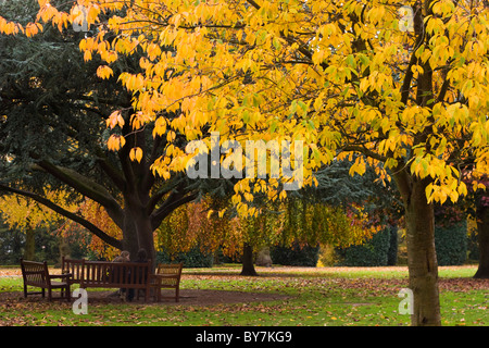 Autunno nel parco Grosvernor , Chester Foto Stock