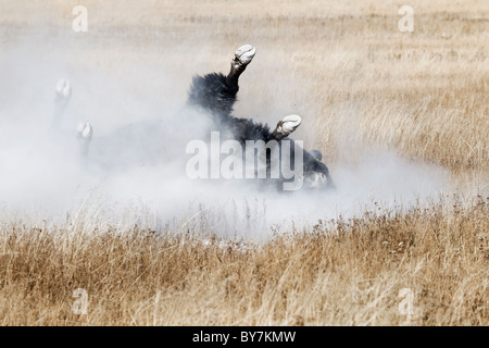 Un adulto maschio alfa bisonti americani il rotolamento e spolvero durante la routine Foto Stock