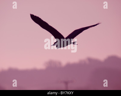 Silhouette di un airone cenerino, REGNO UNITO Foto Stock